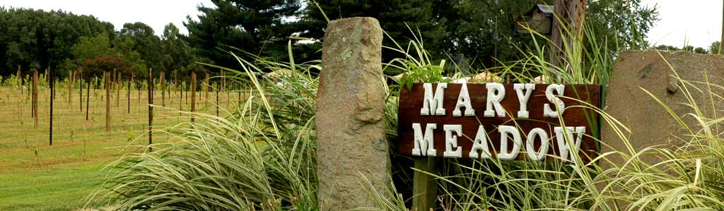 history of marys meadow